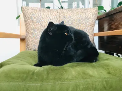 Van Edremit Köpek Oteli
