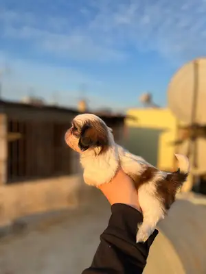 Tarsus Petshop (Pi’PetShop Online)