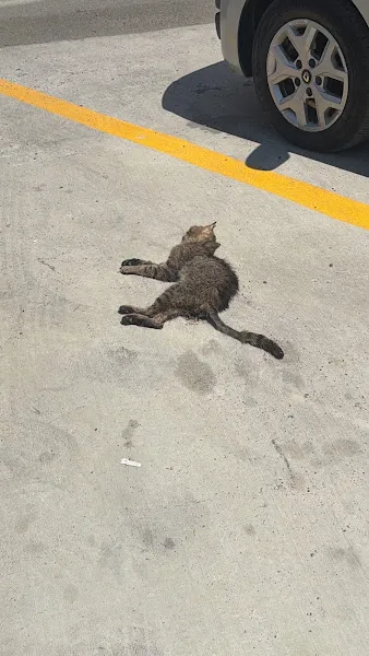 Empati Veteriner Kliniği foto 2