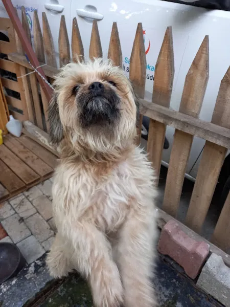 PODO VET VETERİNER KLİNİĞİ foto 2