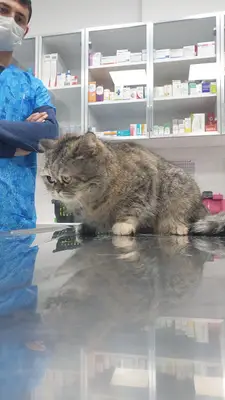 GREENVET VETERİNER POLİKLİNİĞİ