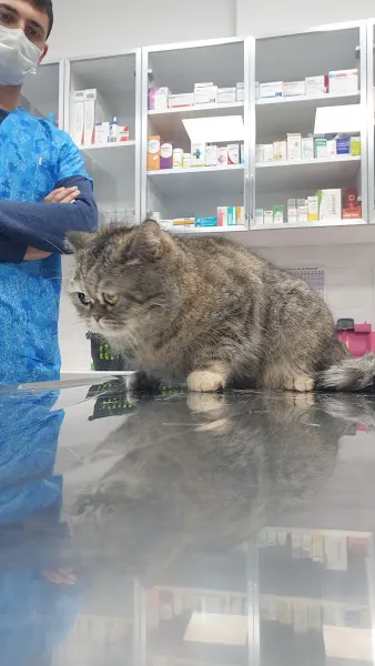 GREENVET VETERİNER POLİKLİNİĞİ foto 1