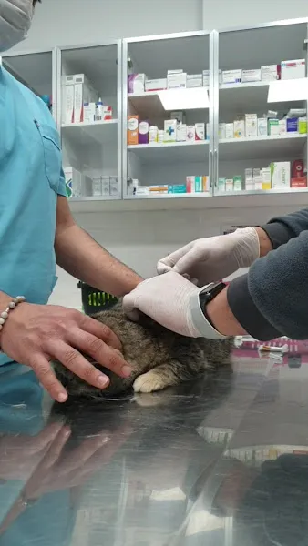 GREENVET VETERİNER POLİKLİNİĞİ foto 2