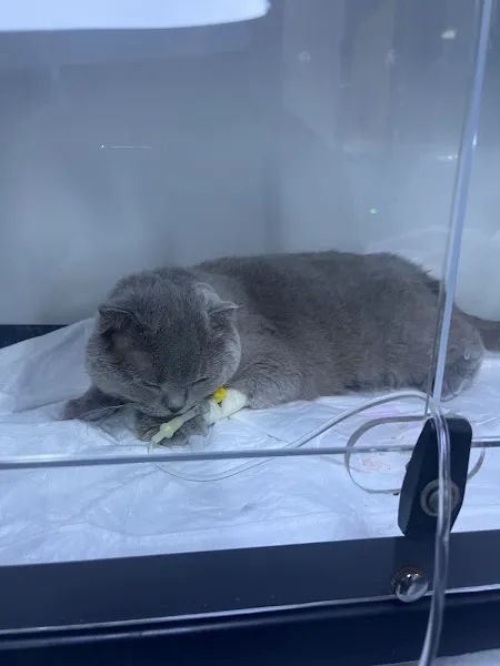 Alesta Veteriner Kliniği foto 2