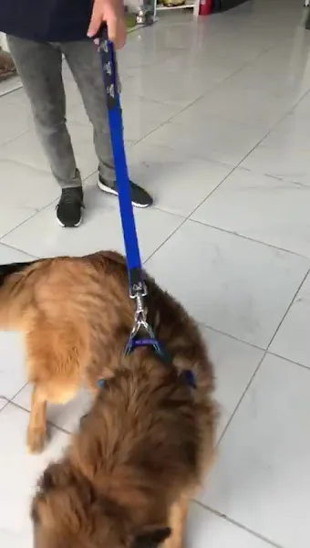 Petmarin Veteriner Kliniği foto 2