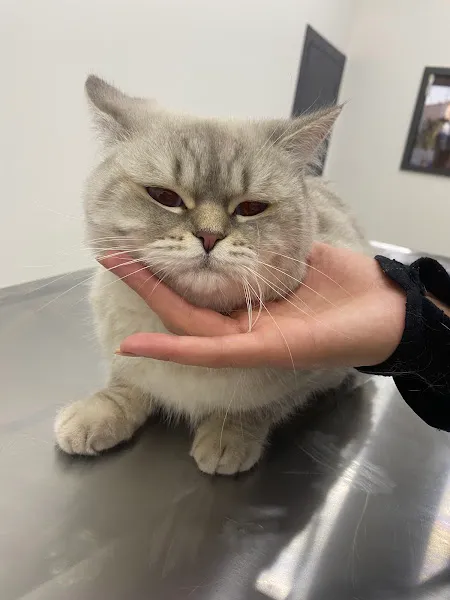 Kübra Yıldırım Veteriner Kliniği foto 1