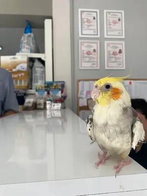 Vetpol Veteriner Kliniği