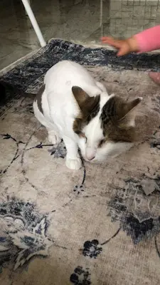 BAĞBAŞI VETERİNER KLİNİĞİ