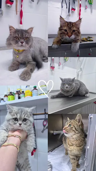 Eylül Veteriner Kliniği Malatya foto 2