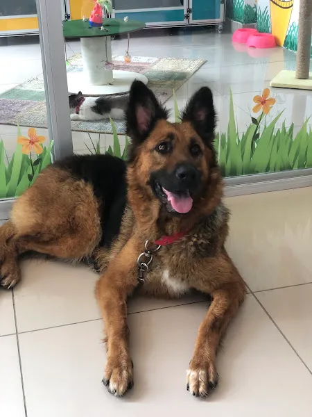 Petlife Veteriner Kliniği foto 2