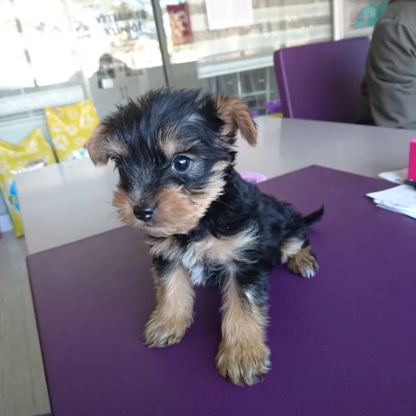 Rumi Pet Veteriner Kliniği foto 2