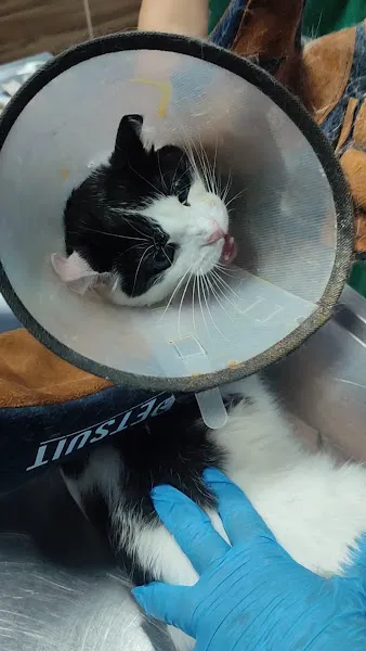 Malatya yesilyurt Tecde Çağlar veteriner kliniği foto 2