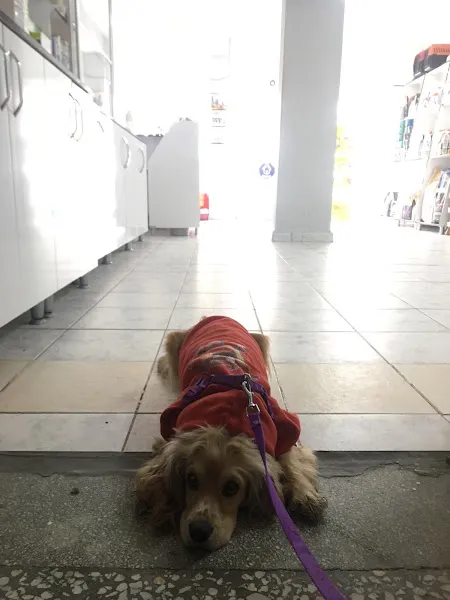 PetiKırşehir Veteriner Kliniği foto 2