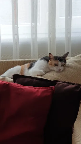 Şişli Veteriner Kliniği foto 1
