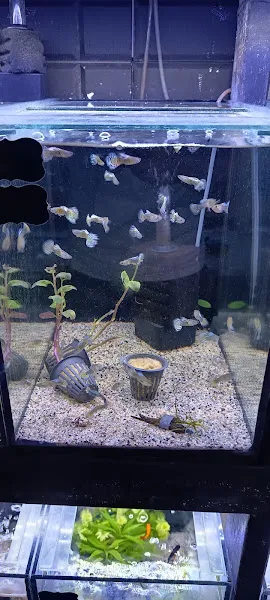 Öz Petshop foto 2