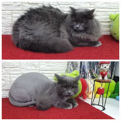 PatiLove Pet Kuaför-(Uygun Fiyatlı )Bursa Kedi Traşı,Köpek Traşı.Anestezi Yok Sevgi Var fotoğrafı