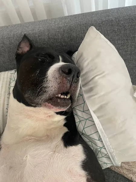 K9 KÖPEK EĞİTİM MERKEZİ foto 2