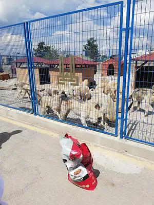 Erzurum Hayvan Barınağı