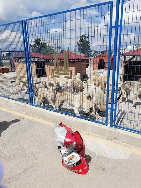 Erzurum Hayvan Barınağı foto 1