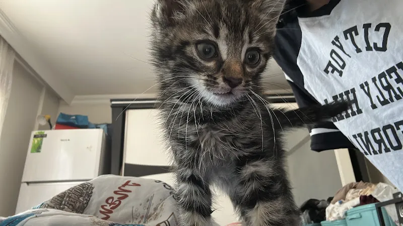 Kurtuluş Evcil Hayvanlar Sağlık Merkezi foto 2