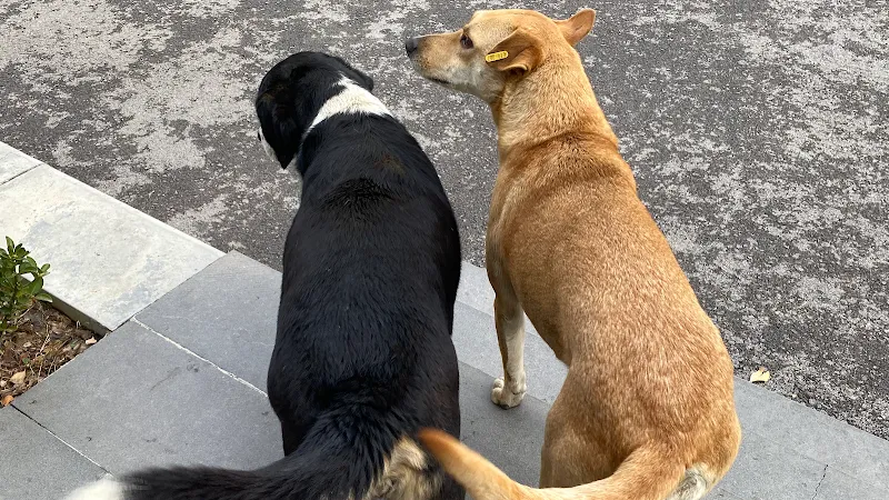 Kadıköy Belediyesi Geçici Hayvan Bakımevi foto 1