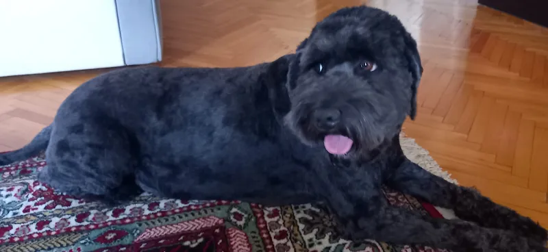 Ver Patini Pozitif Köpek Eğitimi - İzmir foto 2