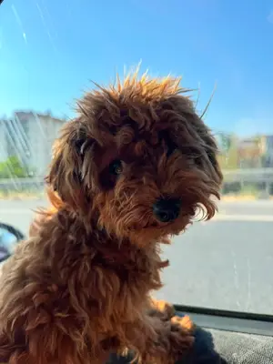 Bobi Koleji, İzmir Köpek Eğitimi Merkezi, Köpek Eğitmeni fotoğrafı