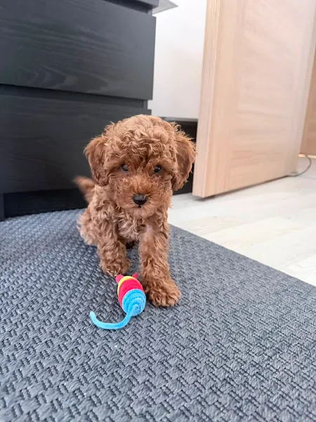 Bobi Koleji, İzmir Köpek Eğitimi Merkezi, Köpek Eğitmeni foto 2