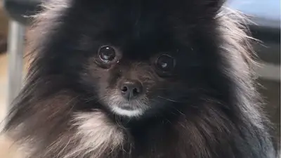 Star Köpek Eğitim Okulu fotoğrafı