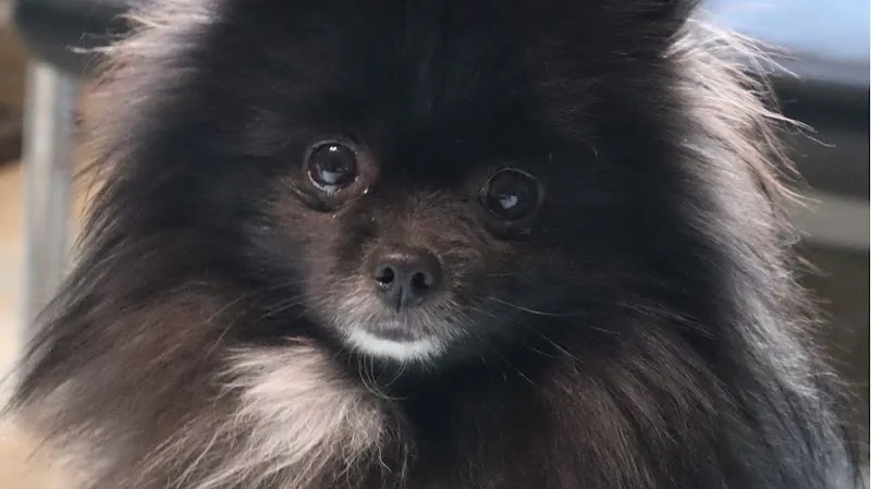 Star Köpek Eğitim Okulu foto 1
