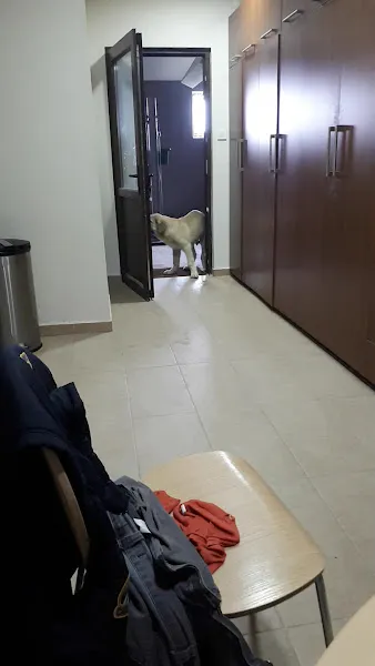 Star Köpek Eğitim Okulu foto 2