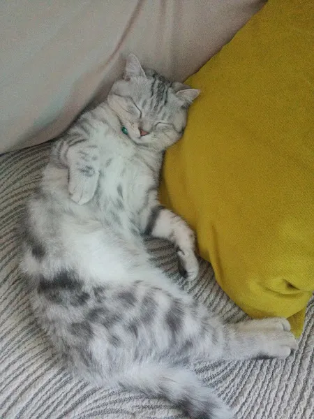 Kayseri Petgross Evcil Hayvan Ürünleri Mağazası foto 2
