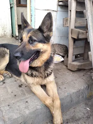 Gebze Sokak Hayvanları Bakım Merkezi