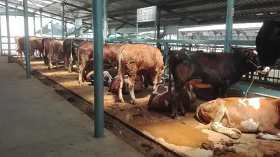 Denizli Belediyesi Ticaret Borsası Canlı Hayvan Pazarı