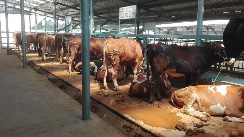 Denizli Belediyesi Ticaret Borsası Canlı Hayvan Pazarı foto 1