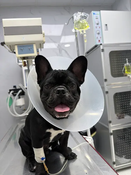 Narlıdere Veteriner Kliniği foto 2