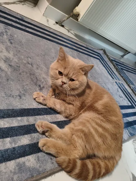 Veterica Güneşevler Veteriner Klinigi foto 2