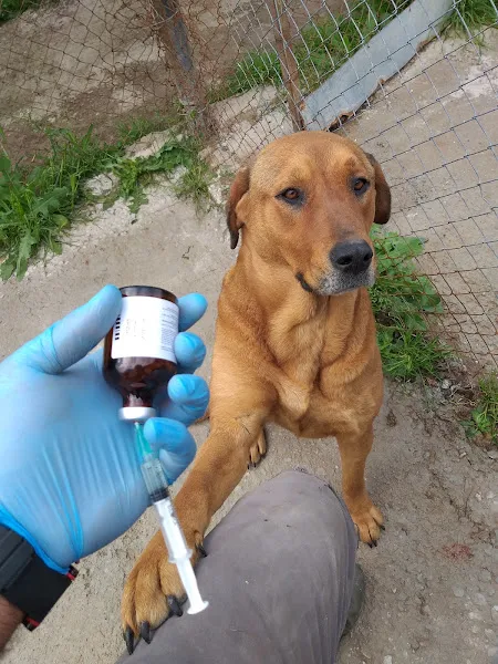 Bambam Veteriner Kliniği foto 2