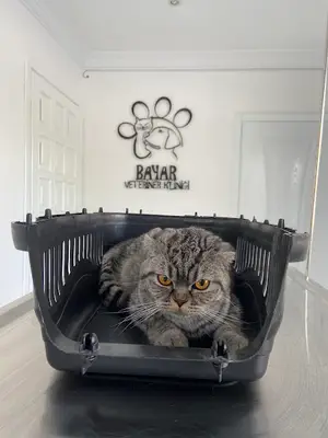 BAYAR VETERİNER KLİNİĞİ