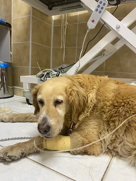Odunpazarı Veteriner Kliniği foto 2