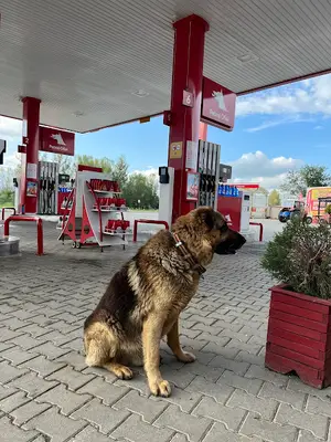 Toprak Veteriner Kliniği