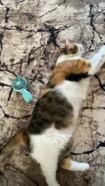 Malatya Vetspark Veteriner Kliniği foto 2