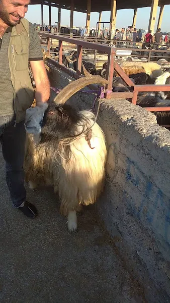 Hayvan Pazarı foto 2