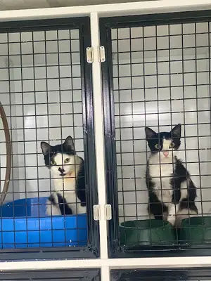 Mezitli Vetox Veteriner Kliniği