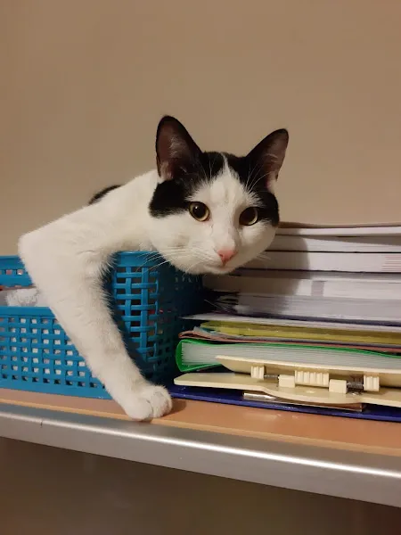 KARA KEDİ VETERİNER KLİNİĞİ foto 2