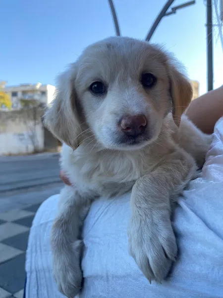 Orto Pati Veteriner Kliniği foto 2