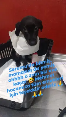 İNANVET Veteriner Kliniği
