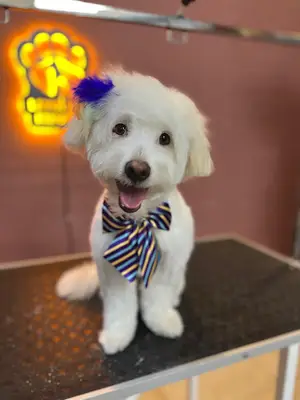 Mersin Pet Kuaför Leydi Petshop