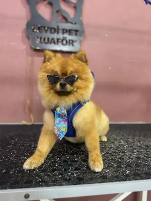 Pawfect Pet Kuaför & Pet Shop