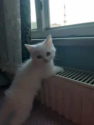 Tuzla Belediyesi Kent Konseyi Kedi Evi fotoğrafı